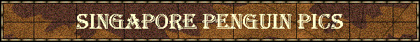Singapore Penguin Pics