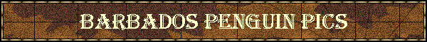 Barbados Penguin Pics