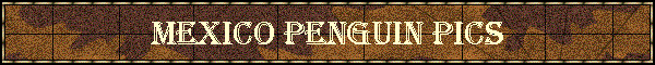 Mexico Penguin Pics