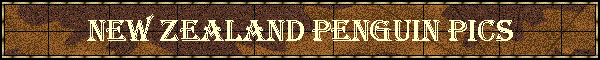 New Zealand Penguin Pics
