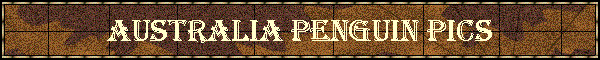 Australia Penguin Pics