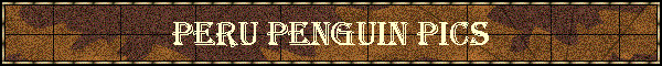 Peru Penguin Pics