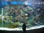 ozaquarium.jpg (110501 bytes)