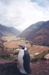 peru6.jpg (29885 bytes)